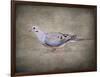 Mourning Dove Portrait-Jai Johnson-Framed Giclee Print