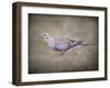Mourning Dove Portrait-Jai Johnson-Framed Giclee Print