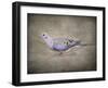 Mourning Dove Portrait-Jai Johnson-Framed Giclee Print