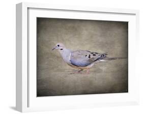 Mourning Dove Portrait-Jai Johnson-Framed Giclee Print