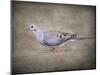 Mourning Dove Portrait-Jai Johnson-Mounted Giclee Print