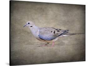 Mourning Dove Portrait-Jai Johnson-Stretched Canvas