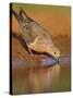 Mourning Dove, Texas, USA-Larry Ditto-Stretched Canvas