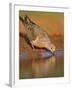 Mourning Dove, Texas, USA-Larry Ditto-Framed Premium Photographic Print