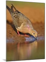 Mourning Dove, Texas, USA-Larry Ditto-Mounted Premium Photographic Print