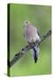 Mourning Dove-null-Stretched Canvas