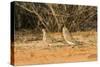Mourning Dove-Gary Carter-Stretched Canvas