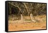 Mourning Dove-Gary Carter-Framed Stretched Canvas