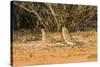 Mourning Dove-Gary Carter-Stretched Canvas