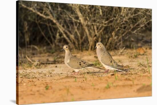 Mourning Dove-Gary Carter-Stretched Canvas
