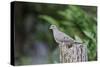 Mourning Dove-Gary Carter-Stretched Canvas