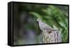 Mourning Dove-Gary Carter-Framed Stretched Canvas