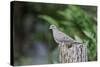 Mourning Dove-Gary Carter-Stretched Canvas