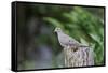 Mourning Dove-Gary Carter-Framed Stretched Canvas