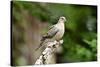 Mourning Dove-Gary Carter-Stretched Canvas