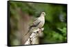 Mourning Dove-Gary Carter-Framed Stretched Canvas