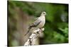 Mourning Dove-Gary Carter-Stretched Canvas