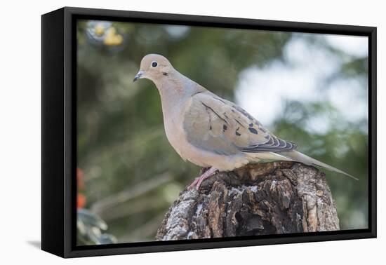 Mourning Dove-Gary Carter-Framed Stretched Canvas