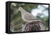 Mourning Dove-Gary Carter-Framed Stretched Canvas