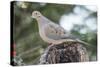 Mourning Dove-Gary Carter-Stretched Canvas