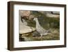 Mourning Dove-Gary Carter-Framed Photographic Print