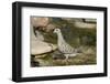 Mourning Dove-Gary Carter-Framed Photographic Print