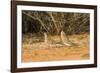 Mourning Dove-Gary Carter-Framed Photographic Print