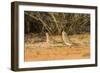 Mourning Dove-Gary Carter-Framed Photographic Print