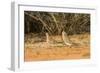 Mourning Dove-Gary Carter-Framed Photographic Print