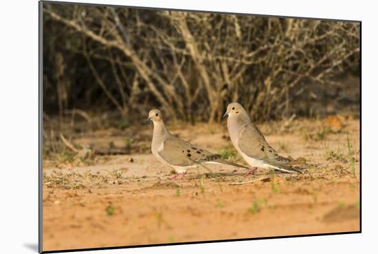 Mourning Dove-Gary Carter-Mounted Photographic Print