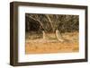 Mourning Dove-Gary Carter-Framed Photographic Print