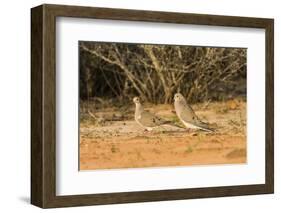 Mourning Dove-Gary Carter-Framed Photographic Print