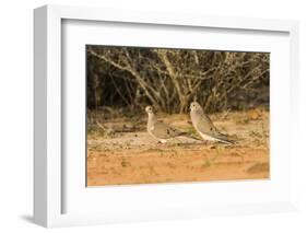 Mourning Dove-Gary Carter-Framed Photographic Print