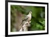 Mourning Dove-Gary Carter-Framed Photographic Print