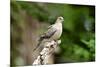 Mourning Dove-Gary Carter-Mounted Photographic Print