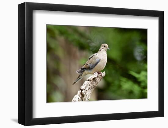 Mourning Dove-Gary Carter-Framed Photographic Print