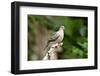 Mourning Dove-Gary Carter-Framed Photographic Print