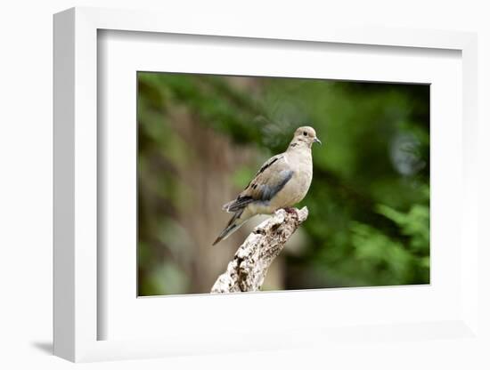 Mourning Dove-Gary Carter-Framed Photographic Print