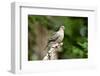 Mourning Dove-Gary Carter-Framed Photographic Print