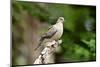 Mourning Dove-Gary Carter-Mounted Photographic Print