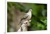 Mourning Dove-Gary Carter-Framed Photographic Print