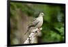 Mourning Dove-Gary Carter-Framed Photographic Print