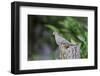 Mourning Dove-Gary Carter-Framed Photographic Print