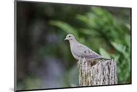 Mourning Dove-Gary Carter-Mounted Photographic Print