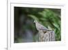 Mourning Dove-Gary Carter-Framed Photographic Print