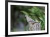 Mourning Dove-Gary Carter-Framed Photographic Print