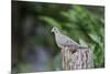 Mourning Dove-Gary Carter-Mounted Photographic Print