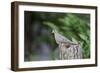 Mourning Dove-Gary Carter-Framed Photographic Print