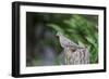 Mourning Dove-Gary Carter-Framed Photographic Print