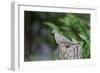 Mourning Dove-Gary Carter-Framed Photographic Print